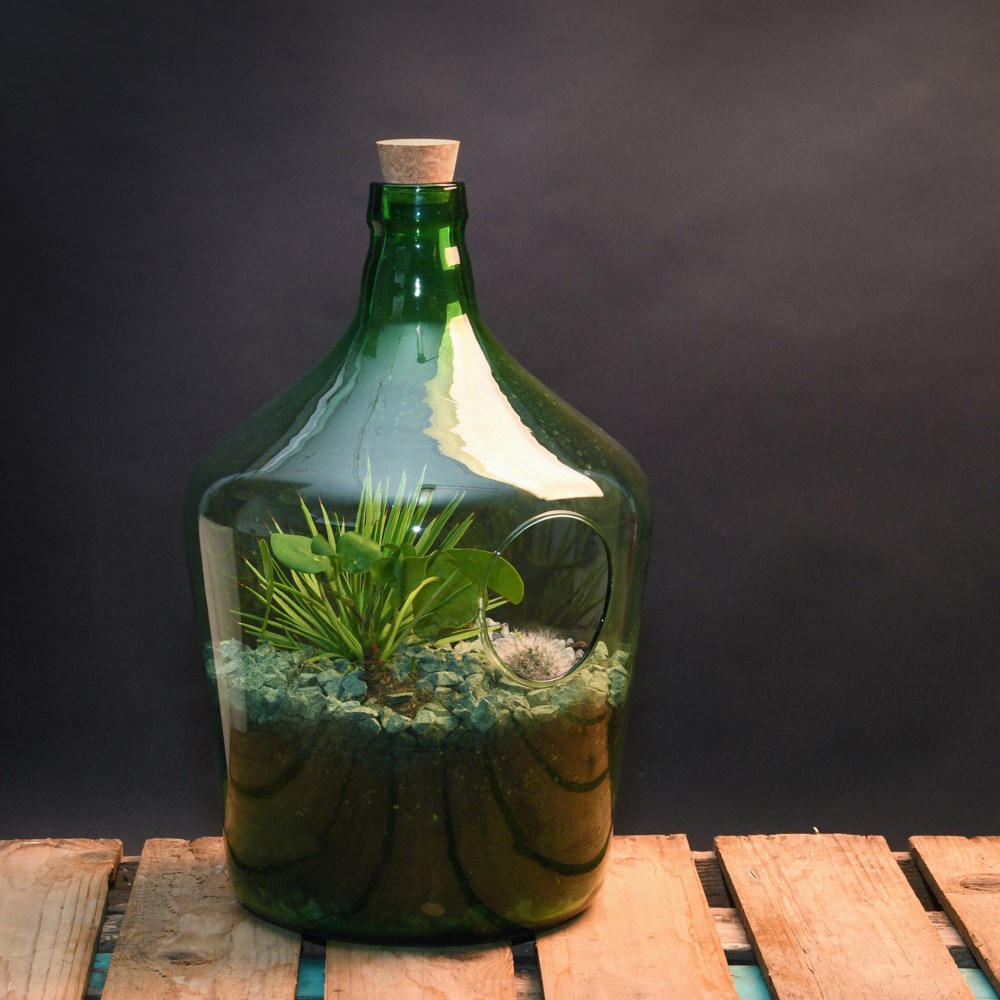 Open terrarium bottle 10 litre esschert new introductions fall 2019
