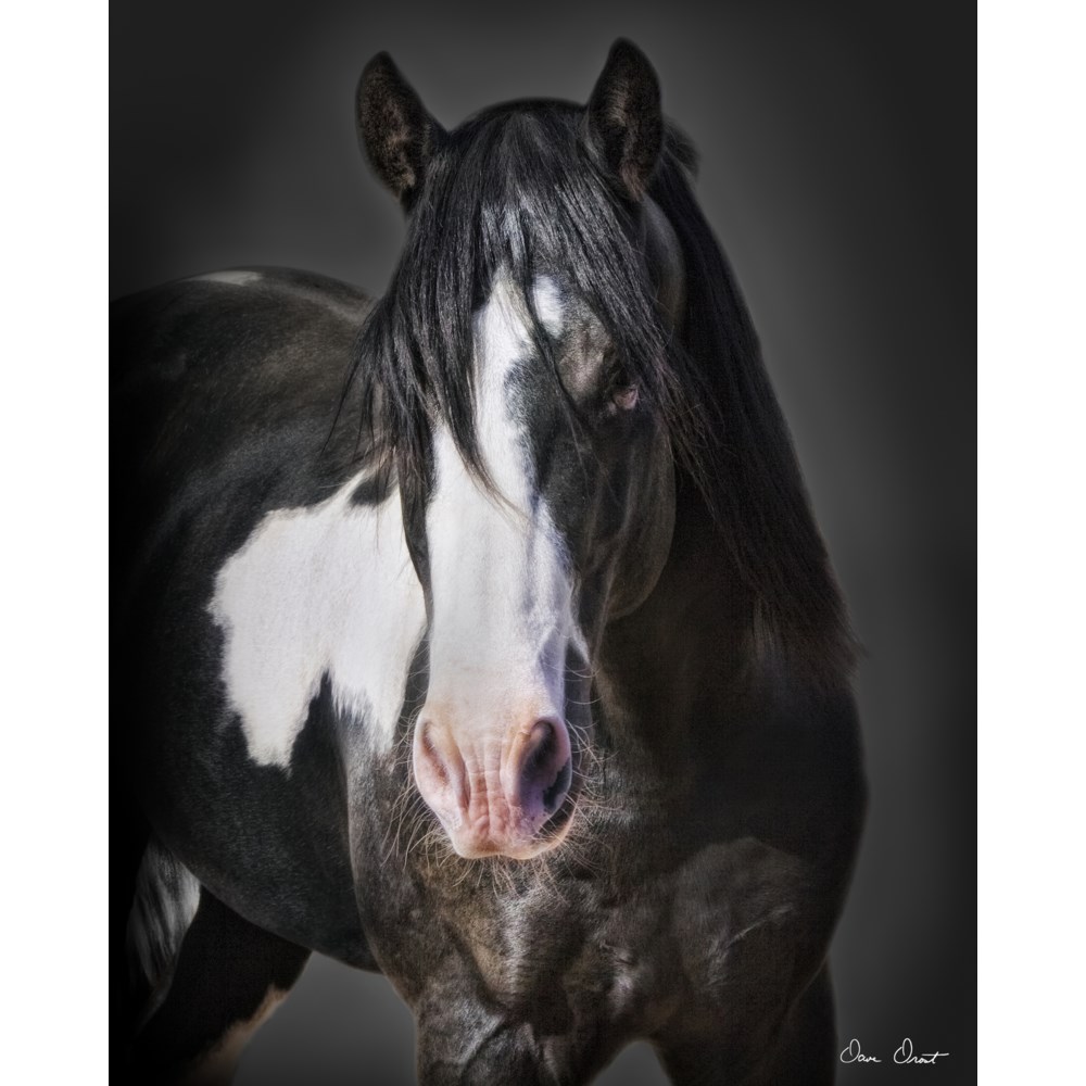 Horse Portrait II