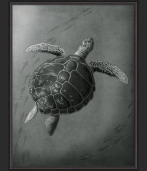 BC Sea Creature Fathoms of a Sea Turtle