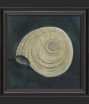 BC Seashell No8
