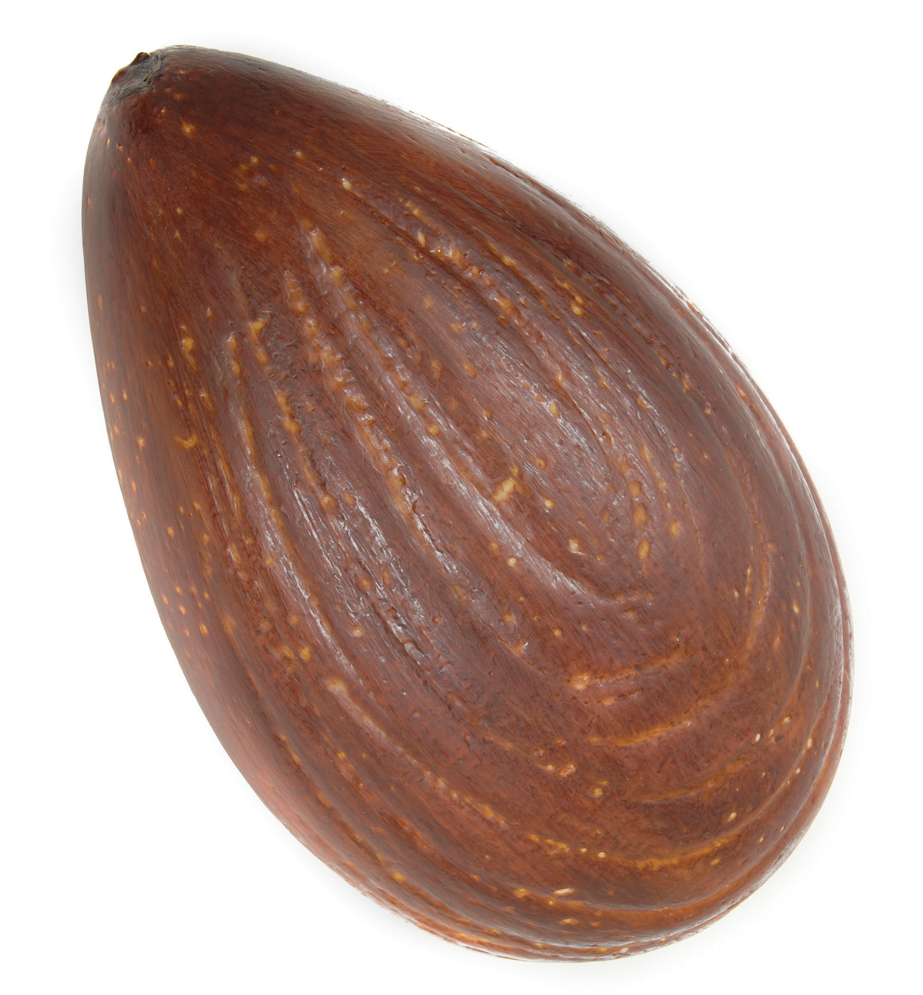 ALMOND BROWN 12″ ALMOND BROWN 12″