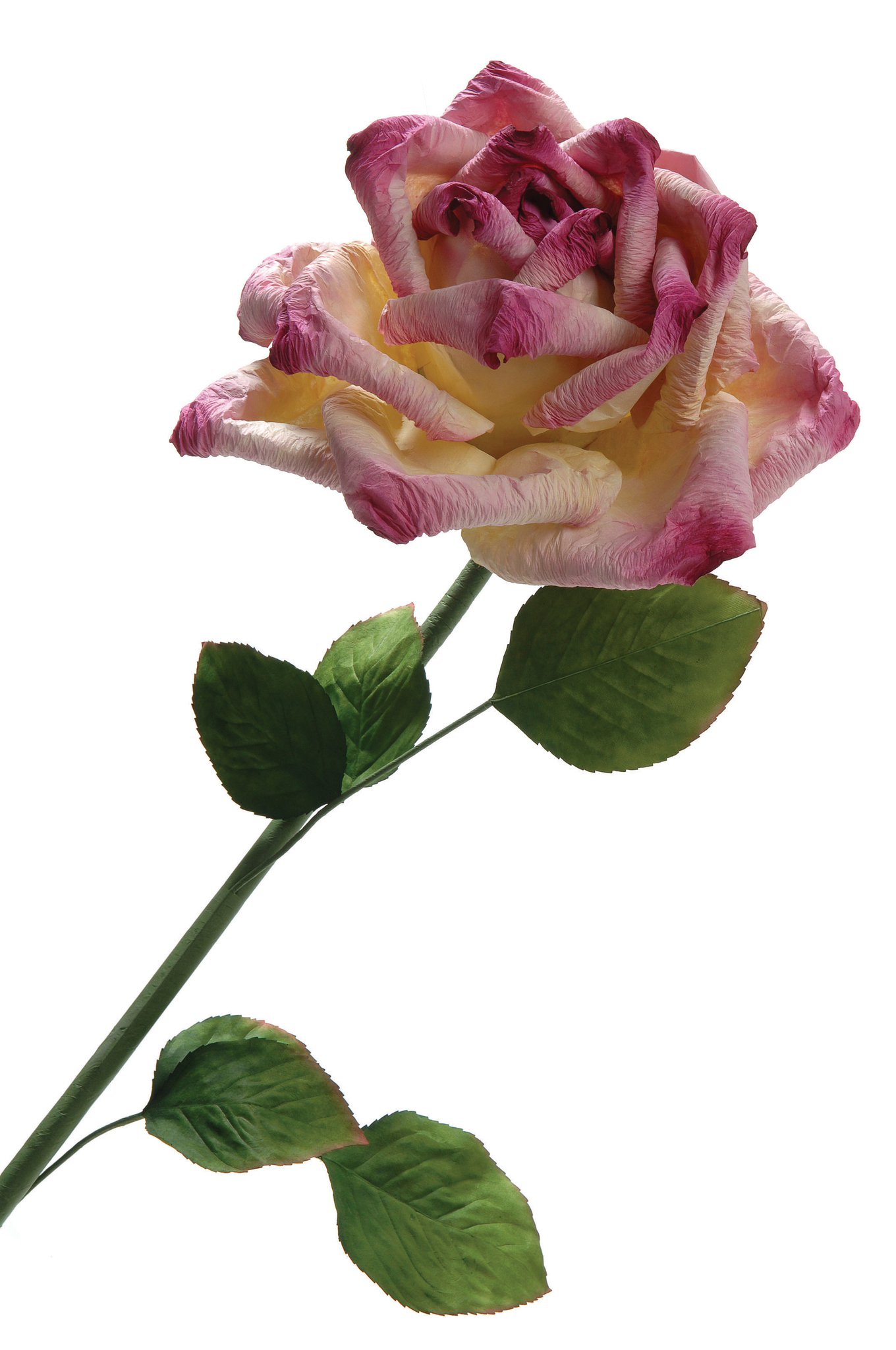 ROSE LARGE WRINKLED 24″ HEAD F ROSE LARGE WRINKLED 24″ HEAD F