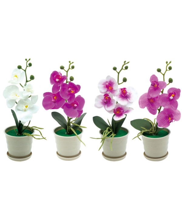 12" potted orchid astd 24/96s