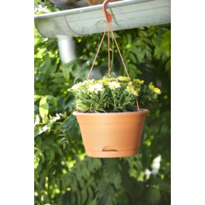 Hanging Baskets & Pots