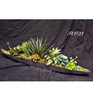 SUCCULENTS IN SILVER BOAT