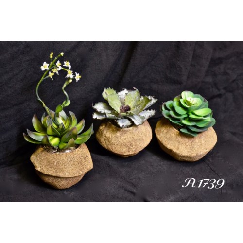 SET OF 3 SUCCULENTS IN GOURDS