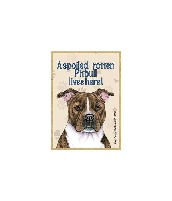 A spoiled rotten Pitbull (Brindle) lives
