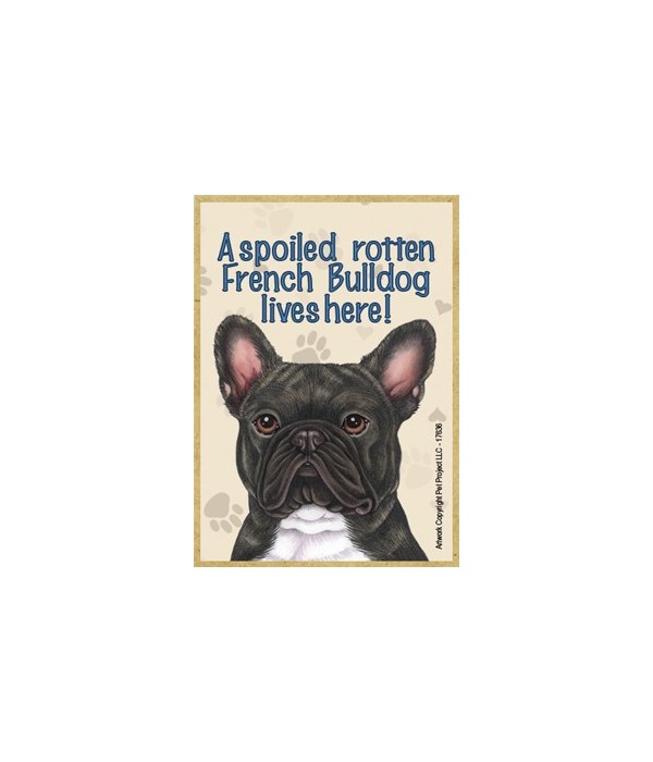 A spoiled rotten French Bulldog (Brindle