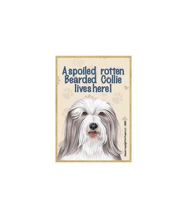 A spoiled rotten Bearded Collie lives he