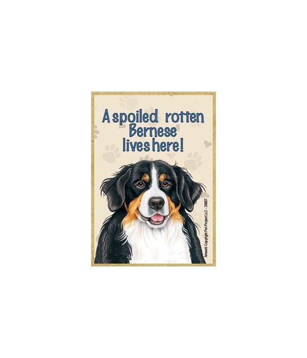 A spoiled rotten Bernese lives here! Mag