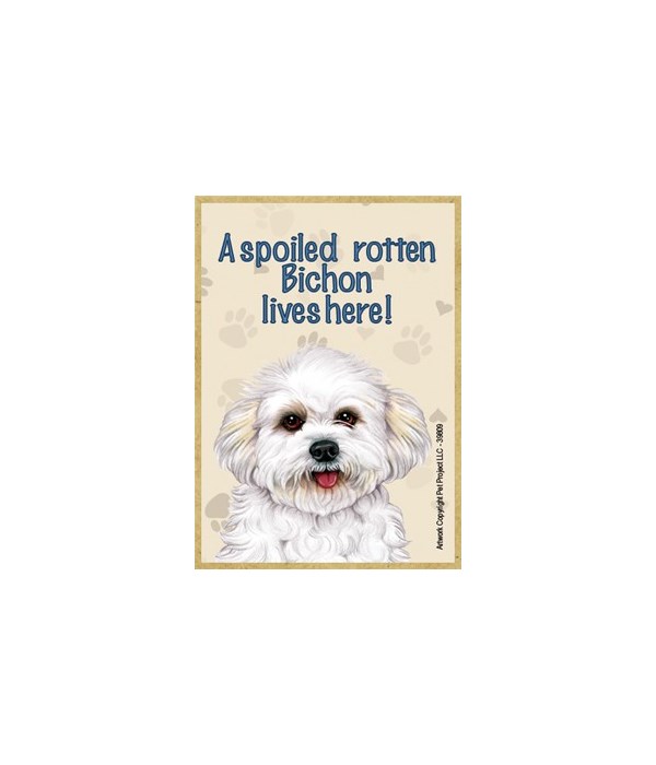 A spoiled rotten Bichon (puppy cut) live