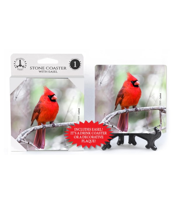 Cardinal - alone on branch