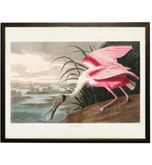 Pink spoonbill drinking water