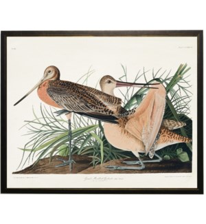 Great Marbled Godwit bookplate