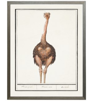 Vertical ostrich water bird
