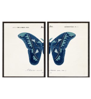 Blue Butterfly A diptych