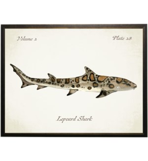Lepoard Shark