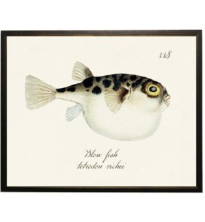 Blowfish fish bookplate