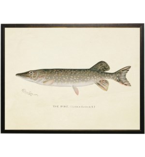 Vintage Pike Fish bookplate