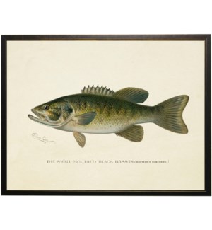 Vintage Small Mouth Black Bass bookplate