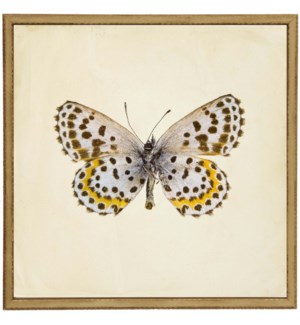 Moth Print 2