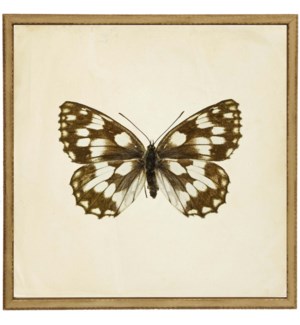 Moth Print 5