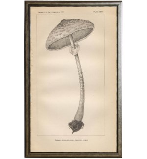 black and white parasol fungus
