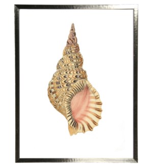 single conch shell print