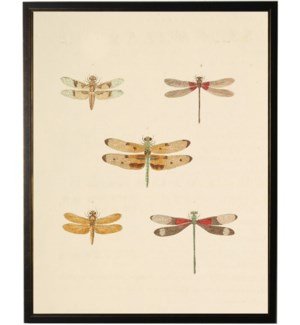 Dragonfly bookplate