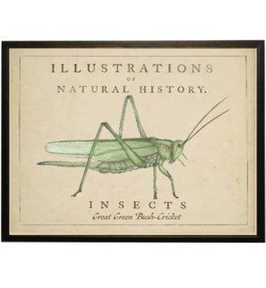 Watercolor Grasshopper on natural history background