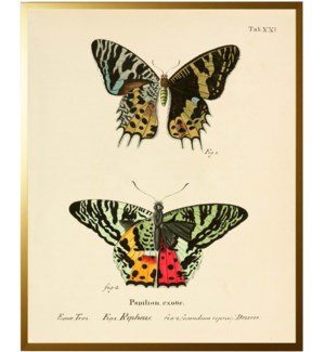 Double Butterfly Tab XXI
