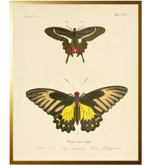 Double Butterfly XXIV
