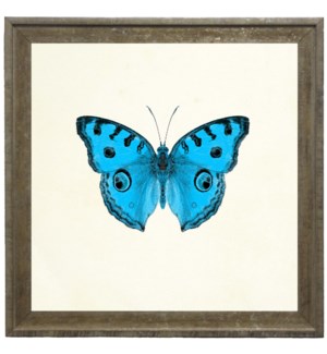 Bright Blue Butterfly with Black Edges