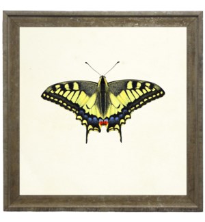 Bright Yellow Butterfly with Blue and Red Bottom