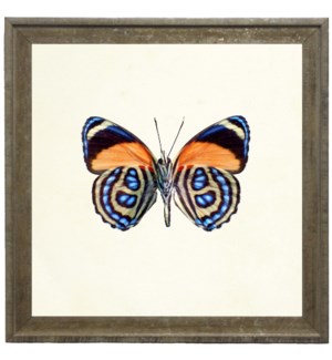 Bright Orange Butterfly with Blue Spots