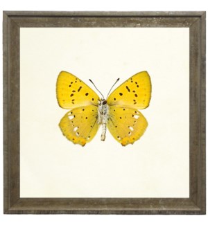 Bright Yellow Butterfly with Small Black and White Spots