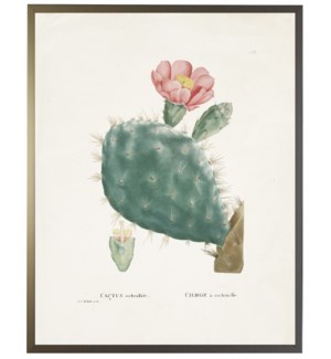 Cactus Cochenillifer