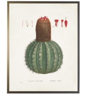 Cactus Melocactus