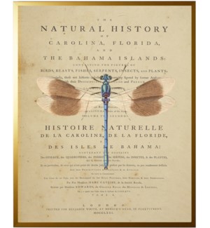 Dragonfly on titlepage