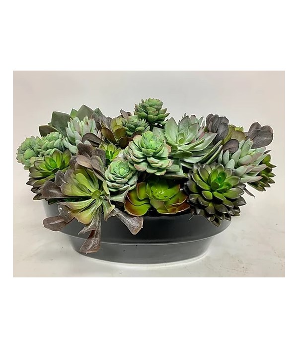 Succulents in Black Oval Planter