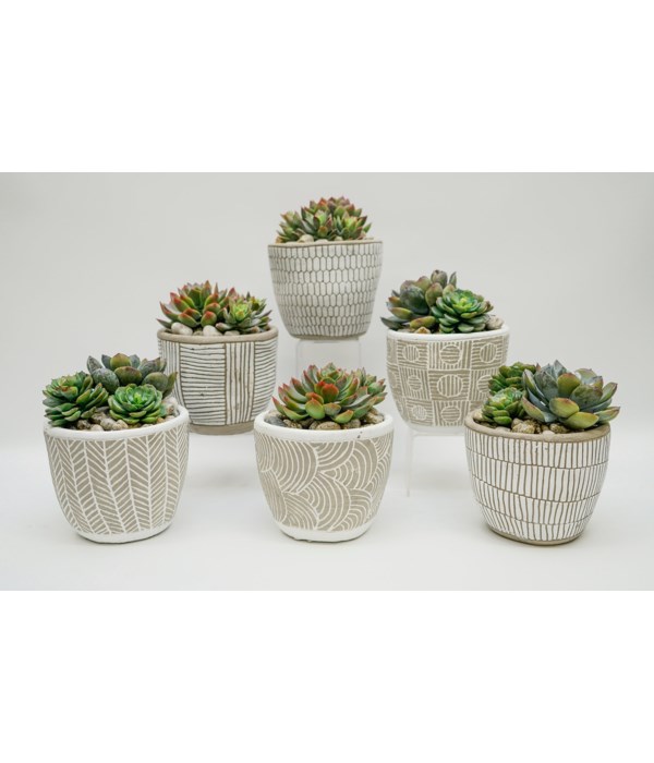 Succulent White/Grey, Assorted
