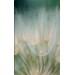MACRO DANDELION II