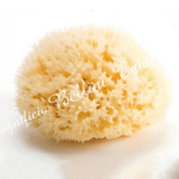 Sea Sponge Honeycomb - Small One Size