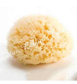 Sea Sponge Honeycomb - Medium One Size