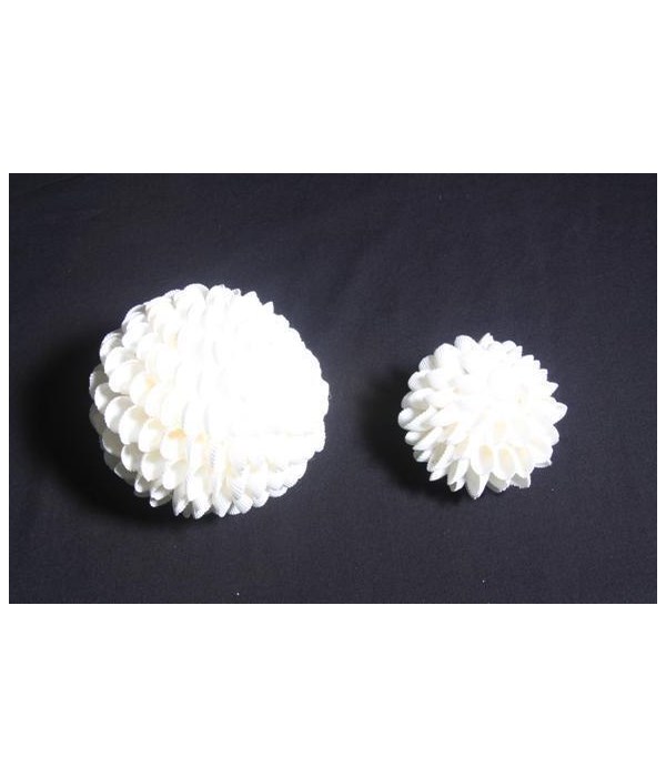 CLAM ROSE SHELL BALL 3"