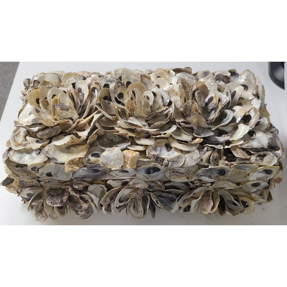 OYSTER SHELL BOXES