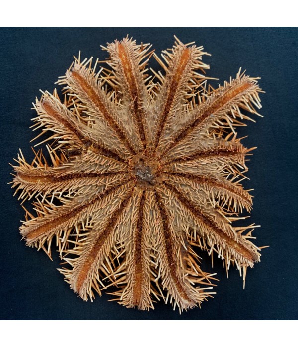 CROWN OF THORNS STAR 6-8"
