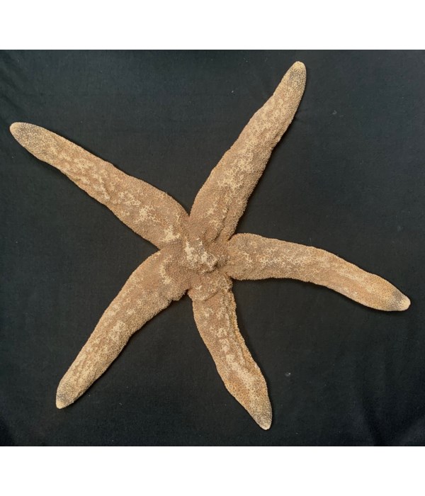 GIANT BROWN STAR 18"