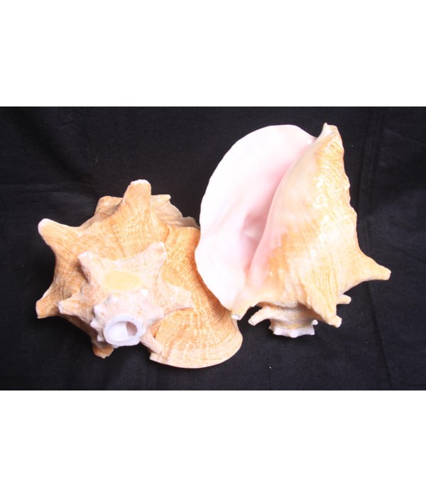 PINK CONCH HORN 7-8"