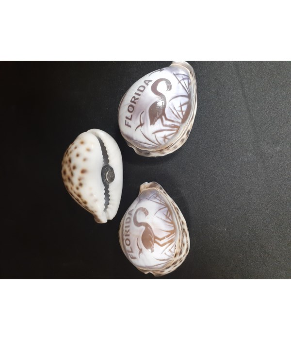 COWRIE MAGNET FLORIDA CARVED